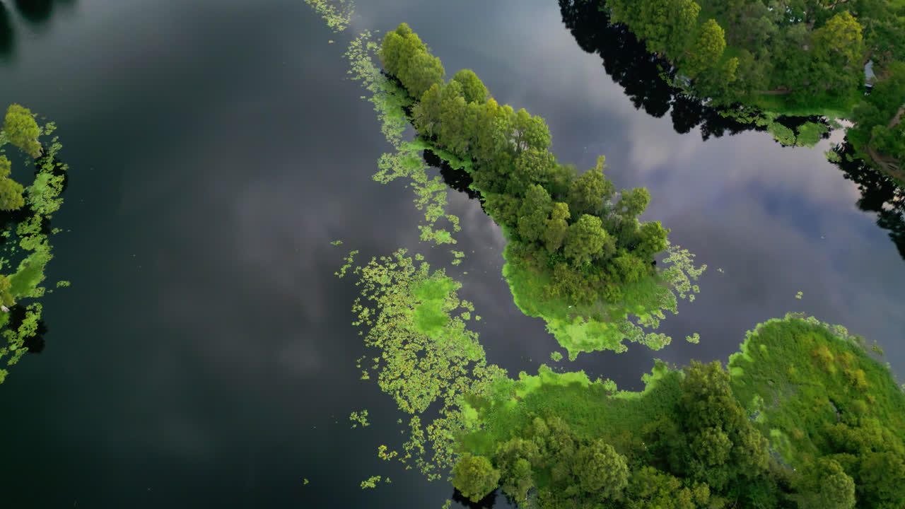 Still Waters With Dense Green Trees And Common Aquatic Plants In Tampa River, Florida, USA. Aerial Top Down Shot