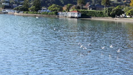 seagulls glide gracefully over the calm waters of akaroa harbor, with lush greenery and clear skies enhancing the serene atmosphere