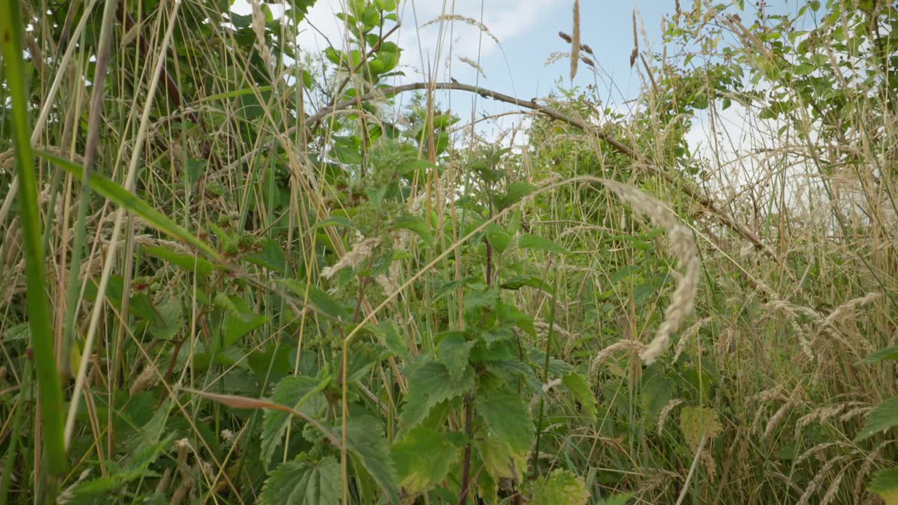 Close up of common nettle plants establishing natural insect detailed life feeding and crawling in summer light
