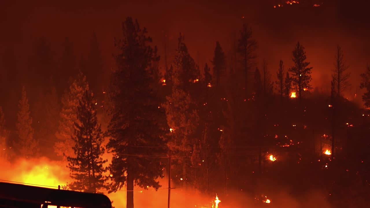 화염에 휩싸인 나무, 대기 오염을 파괴하고 유발하는 산불, 어두운 여름 밤