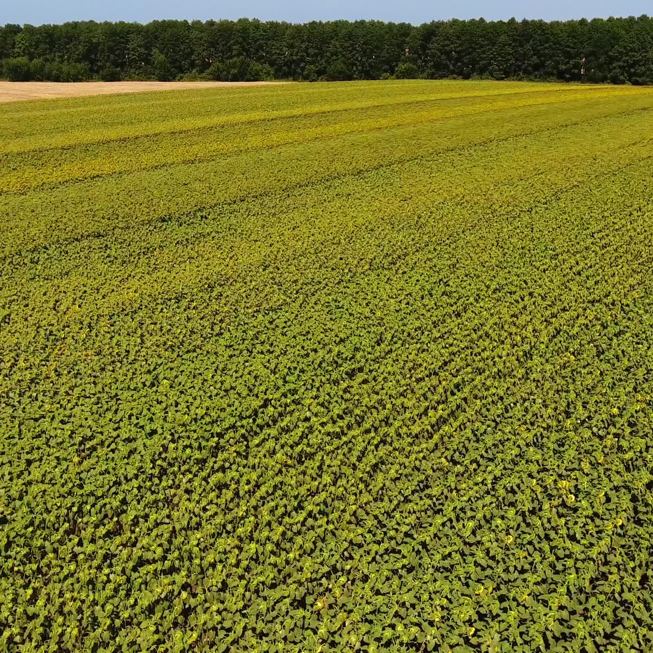 Agribusiness field of sunflowers that are no longer in bloom. Seed flower plantation next to the wheat field. Green trees and blue sky at backdrop