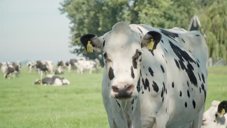 poor white cattle in crowded animal farm, staying as a captive with a number tag on her ear, looking sadly and breathing heavily in slowmo