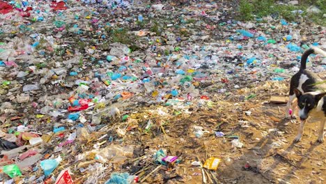 a lonely dog stands atop a mountain of rubbish