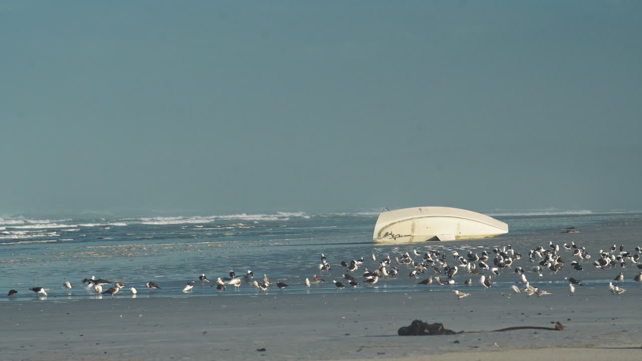 Flock of Seagulls Bathing Next To a Washed Up Yacht on the Beach - Wide Static Shot