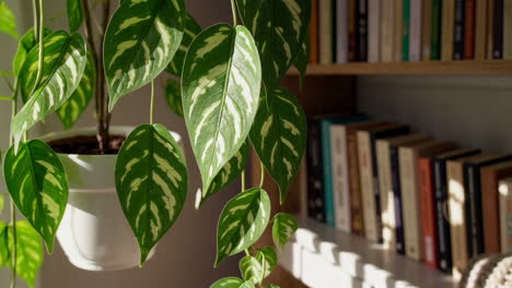 hanging plant by bookshelf
