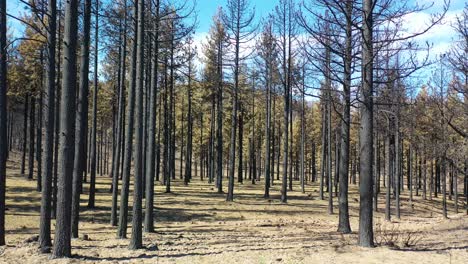 antena lenta a nivel del suelo a través de árboles forestales destruidos quemados y destrucción del desierto del fuego caldor cerca del lago tahoe, california