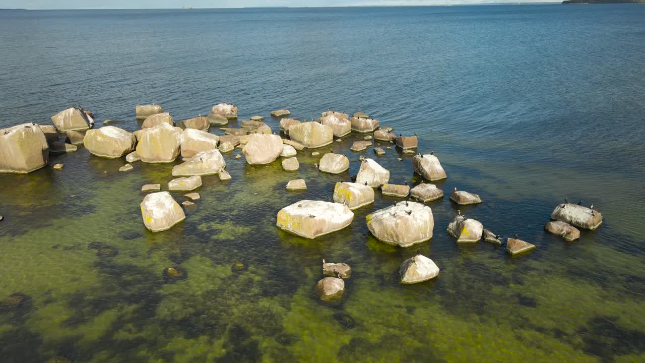 Aerial drone footage orbiting and flying around large Cormorant birds and seagulls that are flying and sitting on large beach seaside Baltic shoreline rocks during a sunny day with horizon visible
