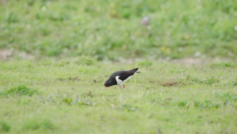 oystercatcher bird pecking at grassy ground, searching for food