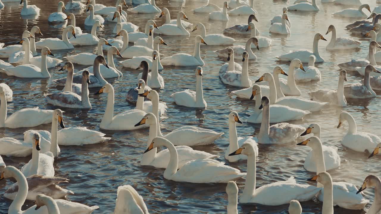 Flock of Swans on a Frozen Lake