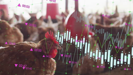 animating financial data chart over chickens in farm setting