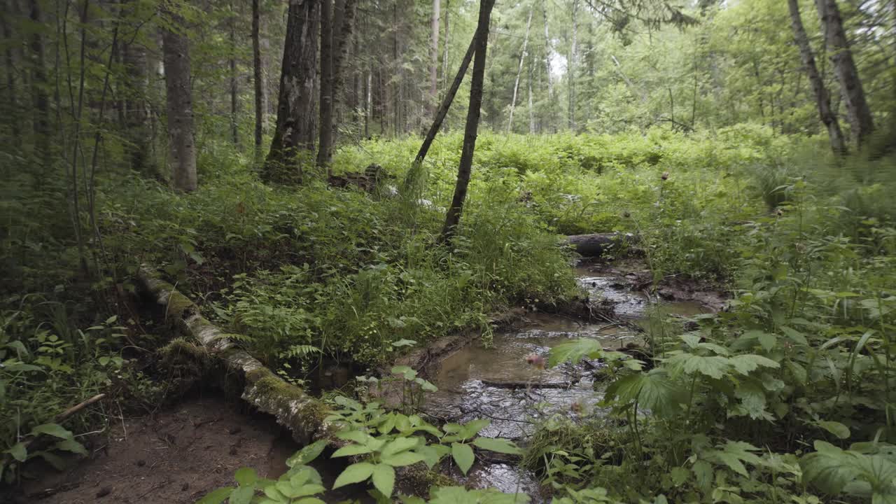 Paesaggio con ruscello nel bosco