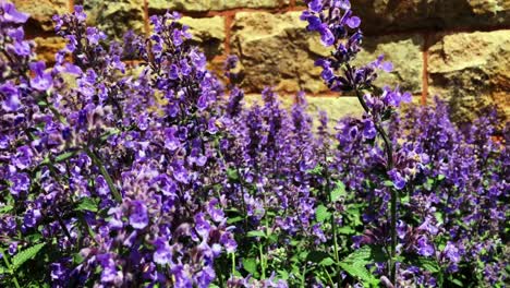 Flores-Silvestres-Moradas-En-El-Viento-Frente-A-Una-Pared-De-Ladrillos