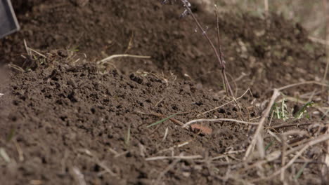 topsoil being moved by rototiller, agriculture in sweden, slow motion close up