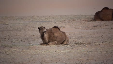 camello merzouga 03