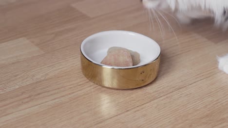 close up of domestic pet cat eating food from bowl, wooden floor, static