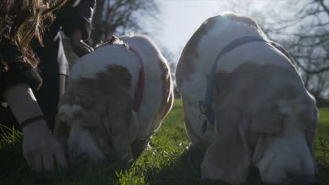 2-Bassett-Jagdhunde-Essen-In-Zeitlupe-Ein-Eis-In-Einem-Park