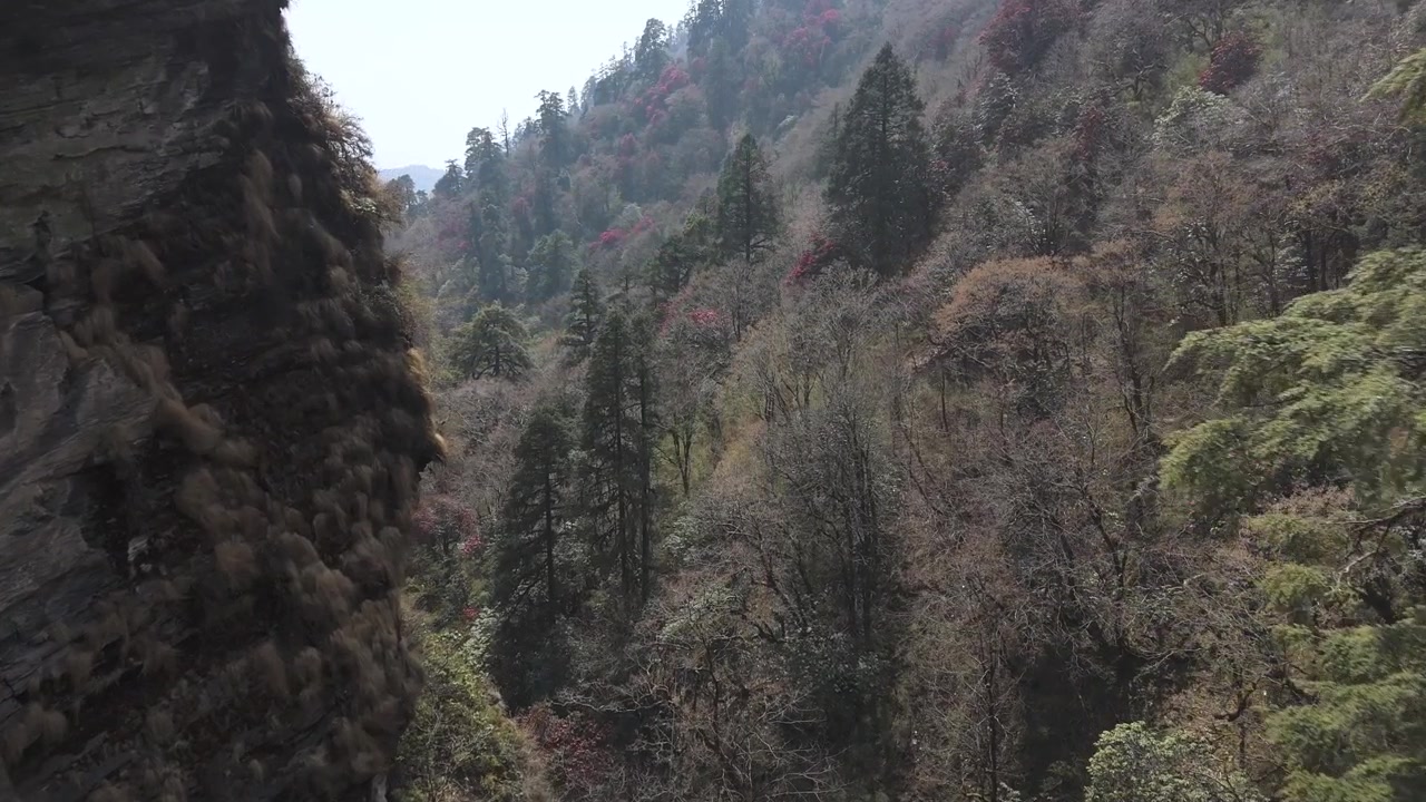 Nepal'de Annapurna ana kampına giden yolda, tam çiçek açmış orman gülleriyle dolu vadi.