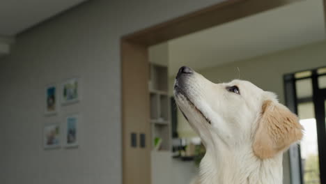 golden retriever looking up