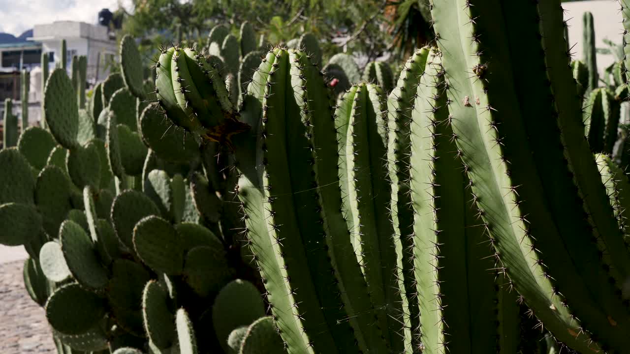 Slow motion close-up of cactus cacti spines thorns plants wild trees with thorns vegetation in Mitla Archaeological ruins outdoors Oaxaca city Mexico travel desert nature