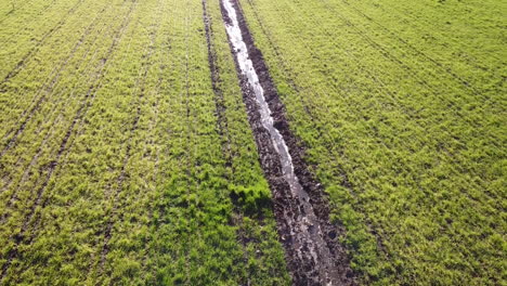 volando sobre el campo verde de pan y cereales dividido por un canal de agua en las colinas toscanas durante el día soleado, movimiento de muñecas