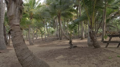 Scattered-Palm-Trees-Swaying-At-The-Wind-In-Thala-Beach-Nature-Reserve-In-Port-Douglas,-Australia