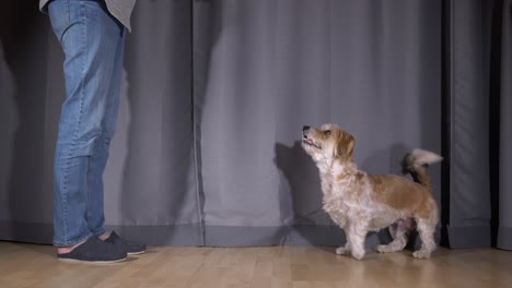 male cavachon dog excited to get its treat - wide shot