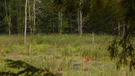 A-White-Tailed-Deer-wading-through-the-water-of-a-lush-green-marsh-grazing-on-the-vegetation-on-a-sunny-day,-Ontario,-Canada