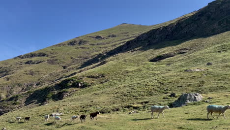 Sheep-looking-for-high-mountain-pasture,-green-grass,-alpine-flower-in-the-Pyrenees,-south-of-France