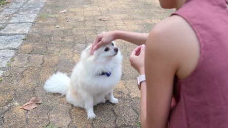 pomeranian dog and woman outdoors