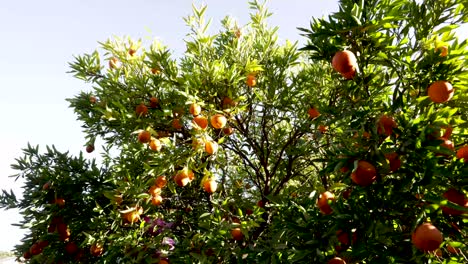 timelapse of a orange tree with the morning sun rising