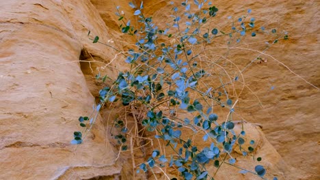 Planta-Verde-Resistente-Que-Crece-A-Partir-De-Una-Pared-De-Roca-De-Cañón-Resistente-En-El-Entorno-Natural-Remoto-Del-Paisaje-Desértico