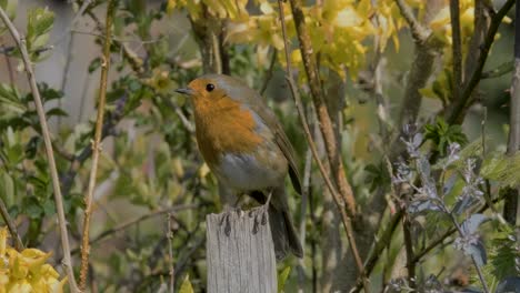 robin redbreast small song bird perched in front of yellow spring flowers