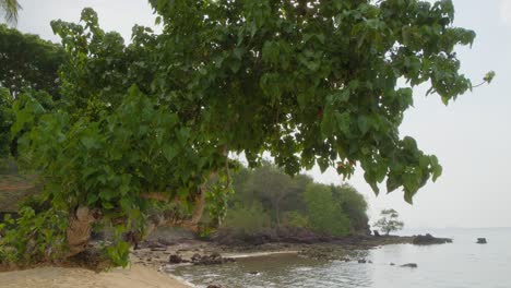 árbol verde exuberante en la playa de labuan bajo, isla de flores en indonesia