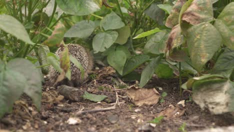 erizo común buscando comida entre las plantas verdes