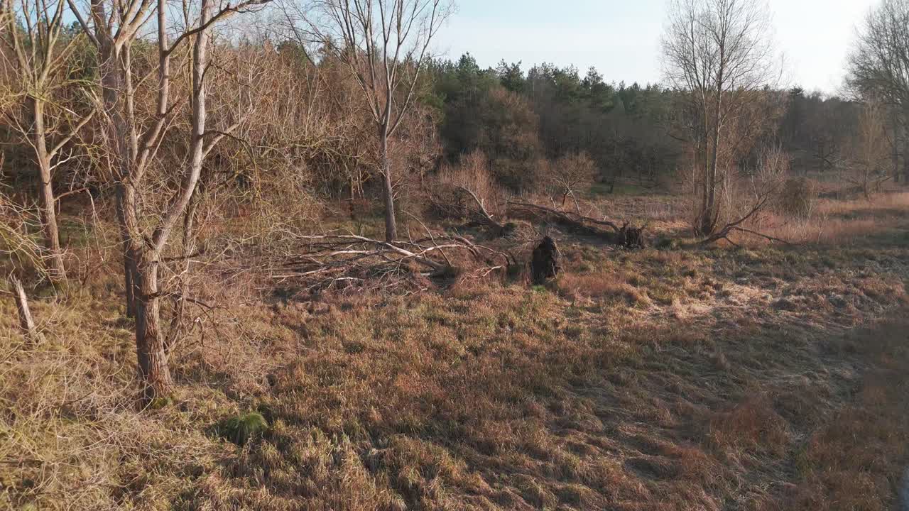 Fallen trees in breckland forest, norfolk, near great ouse river, aerial view