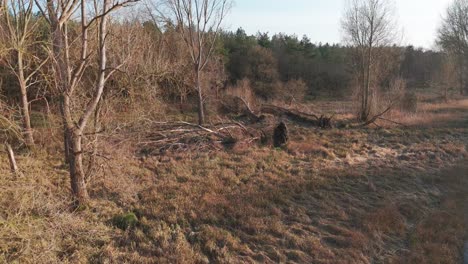 fallen trees in breckland forest, norfolk, near great ouse river, aerial view