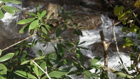 plants in focus along riverbank as mountain stream flows past, 4k, 60fps