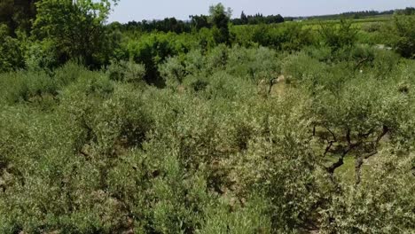 vuelo de avión no tripulado a través de la casa de olivos con hermosos árboles viejos espejados en la provenza, sur de francia