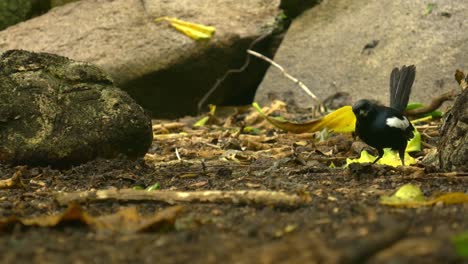 seychelles magpie robin eating insects from island forest floor