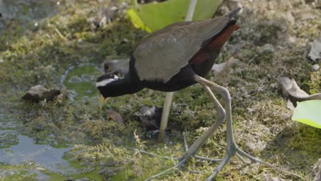 Der-Bronzeflügel-Blatthühnchen-Ist-Ein-Watvogel-Aus-Der-Familie-Der-Jacanidae