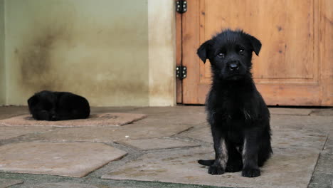 cute black puppy turning its head quizzically