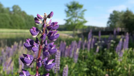 Purple Lupine flowers growing in the field in countryside, flower meadow close up with nature scenery background