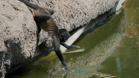 el mono araña de manos negras juvenil alcanzó la ramita en el agua turbia con la cola aferrada a la roca