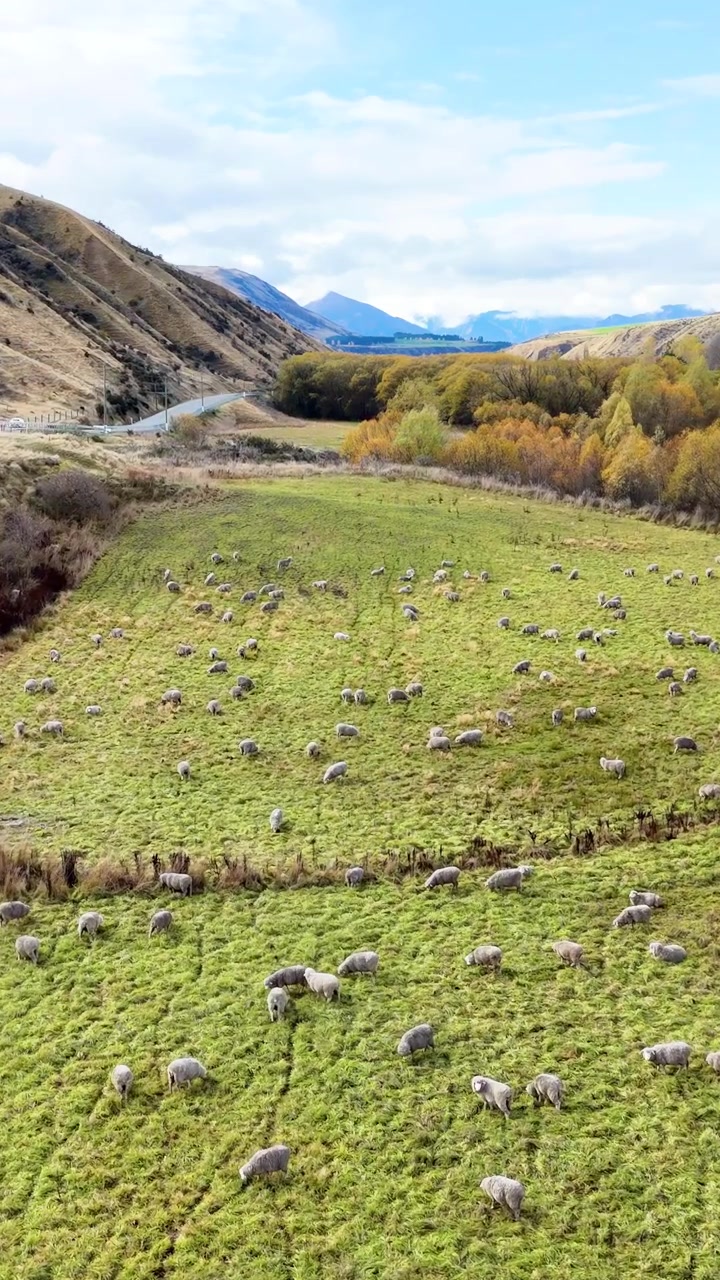 Pecore pascolano pacificamente in una valle lussureggiante e verde, circondata da montagne sotto cieli sereni in Nuova Zelanda.