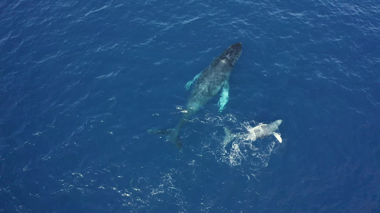 Playful humpback whale calf swims on back slaps flippers next to mom, aerial