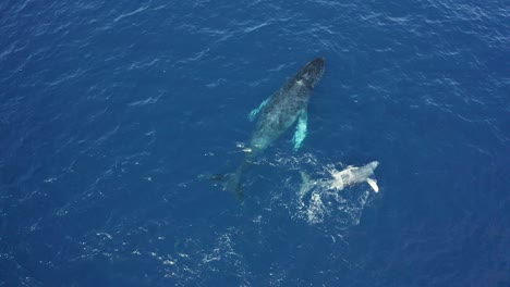 juguetón ballena jorobada cría nada en la espalda golpea aletas al lado de la madre, antena