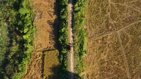 farmers taking crops out of rural field on dirt road in cart, top down view