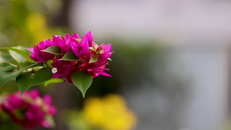 flores rosadas con hojas verdes y fondo borroso