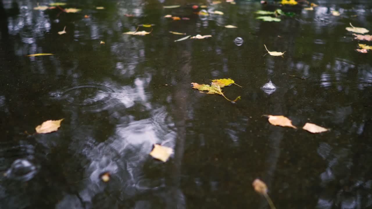 Autumn rain in bad weather, rain drops on the surface of the puddle with fallen leaves.
