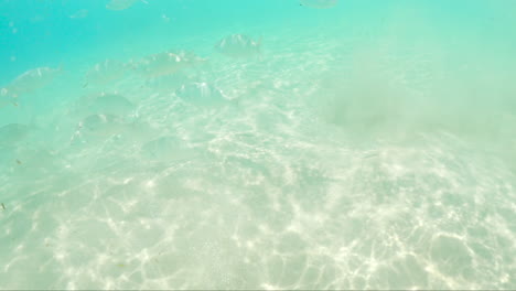 Underwater-Scene-Of-Silverfish-Swimming-On-The-Reef-With-Sunlight-Through-Clear-Blue-Waters